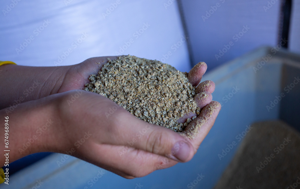 Farmer holding dry feed for cattle in hands