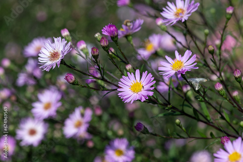 Fotografija Aromatic aster (symphyotrichum oblongifolium) flowers in bloom