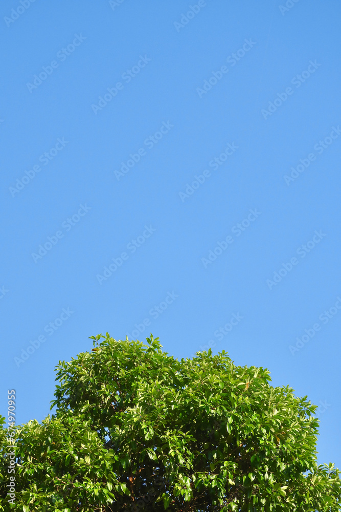 green tree and blue sky