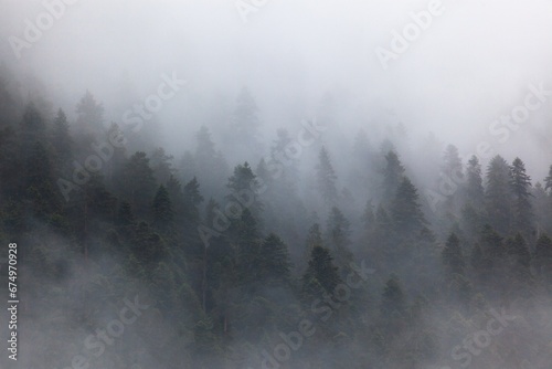 Nature background misty. Forest trees with fog.
