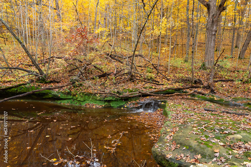 Fototapeta Naklejka Na Ścianę i Meble -  Autumn landscape in the woods.
