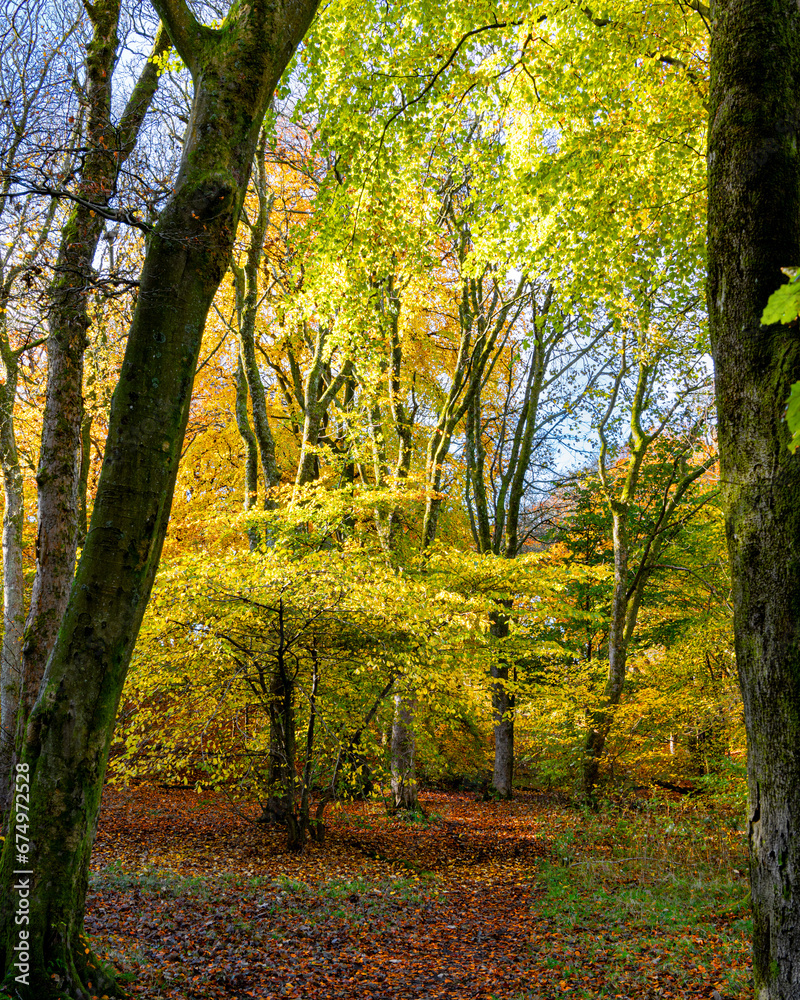 Obraz premium Autumn Trees