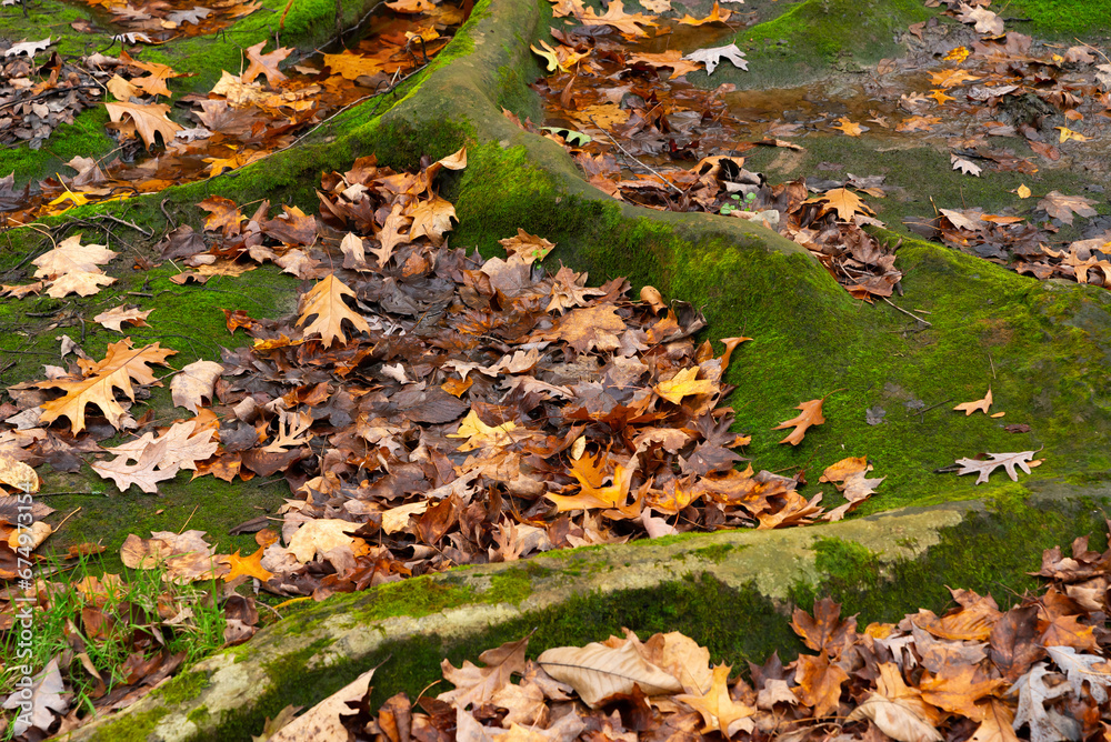 Autumn landscape in the woods. Autumn landscape in the woods.