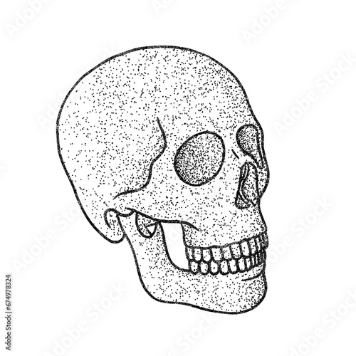 Engraved human skull (ID: 674978324)