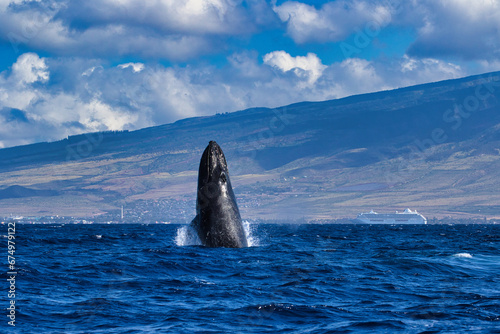 Baby humpback whale seen breaching on Maui during a whale watch.