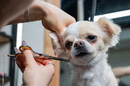 Woman cutting cute shorthair chihuahua dog in grooming salon. 