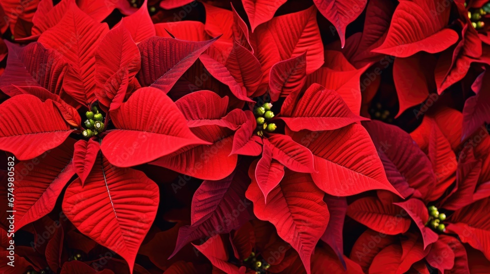 Poinsettia flowers Christmas background. Floral winter season decoration banner. Beautiful Xmas wallpaper. Merry Christmas and Happy New Year 2024 concept.. - obrazy, fototapety, plakaty 