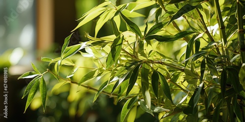 The close-up shot of bamboos