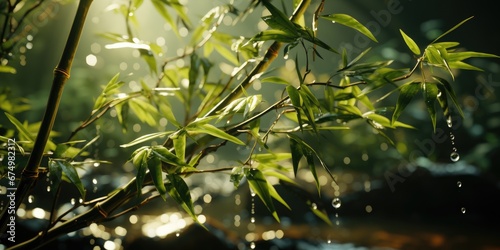 The close-up shot of bamboos