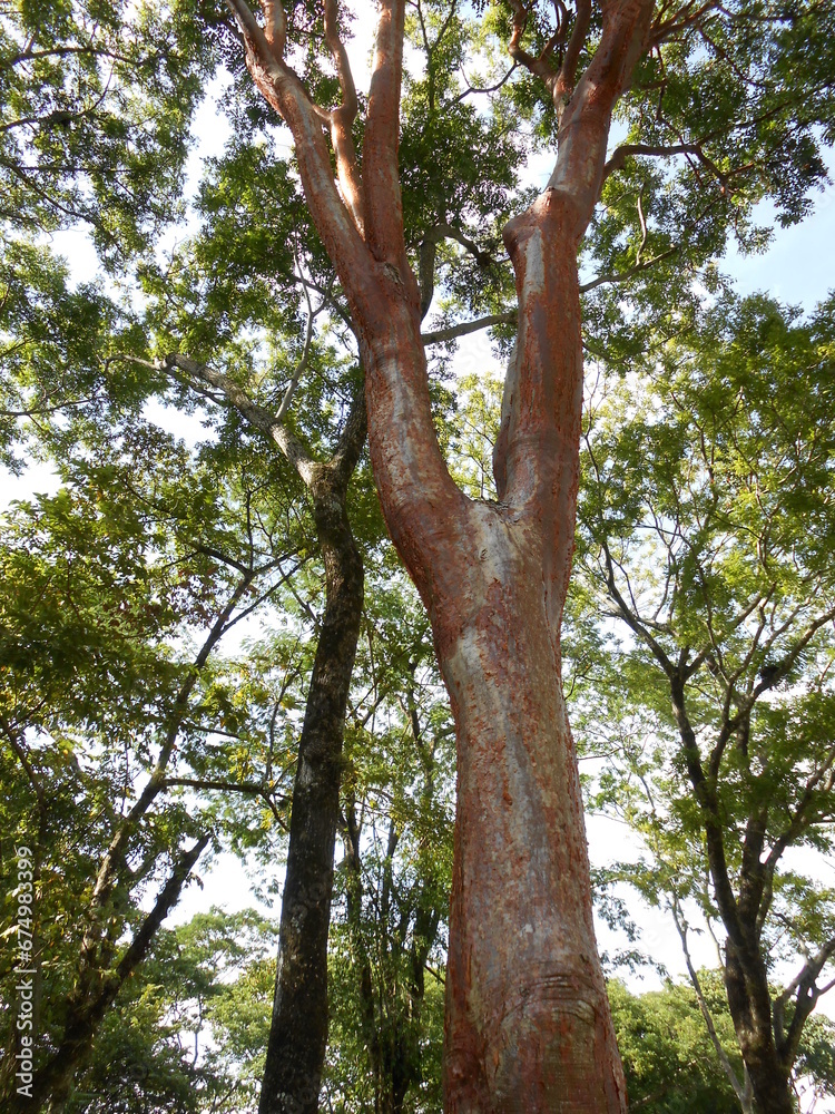 Fototapeta premium Naturaleza en Chiapas, México.