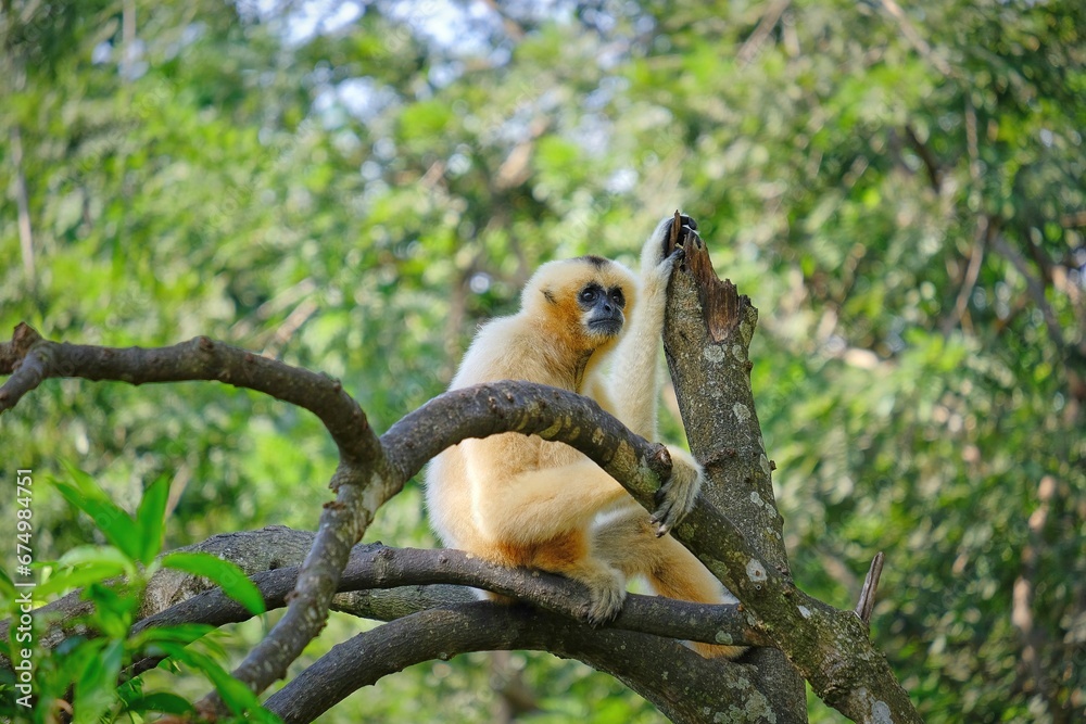 Close-up shot of a Gibbon perched on a tree branch in a lush, green forest