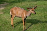 Cute small brown Nyala with distinctive white stripes standing in a grassy meadow on a sunny day