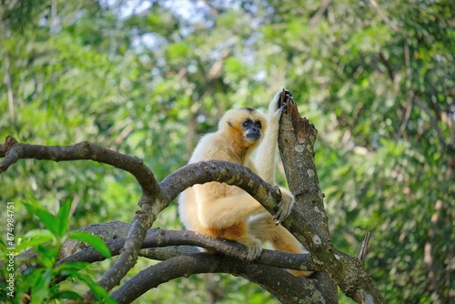 Close-up shot of a Gibbon perched on a tree branch in a lush, green forest