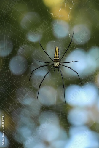 Golden orb-web spider on the web in a field with a blurry background