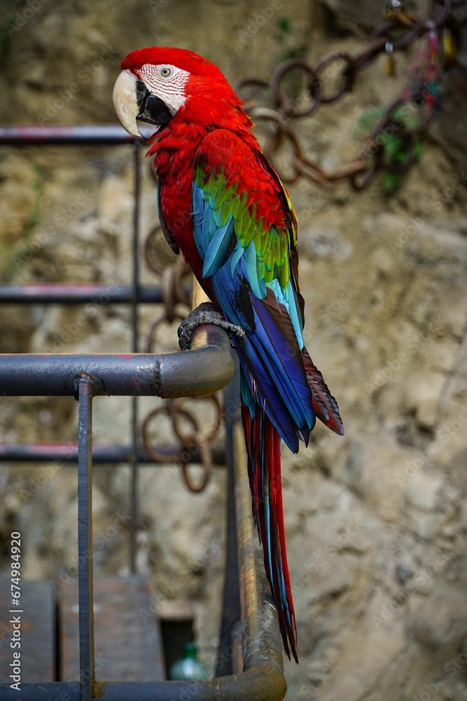 Obraz premium a red and green parrot is sitting on a metal railing