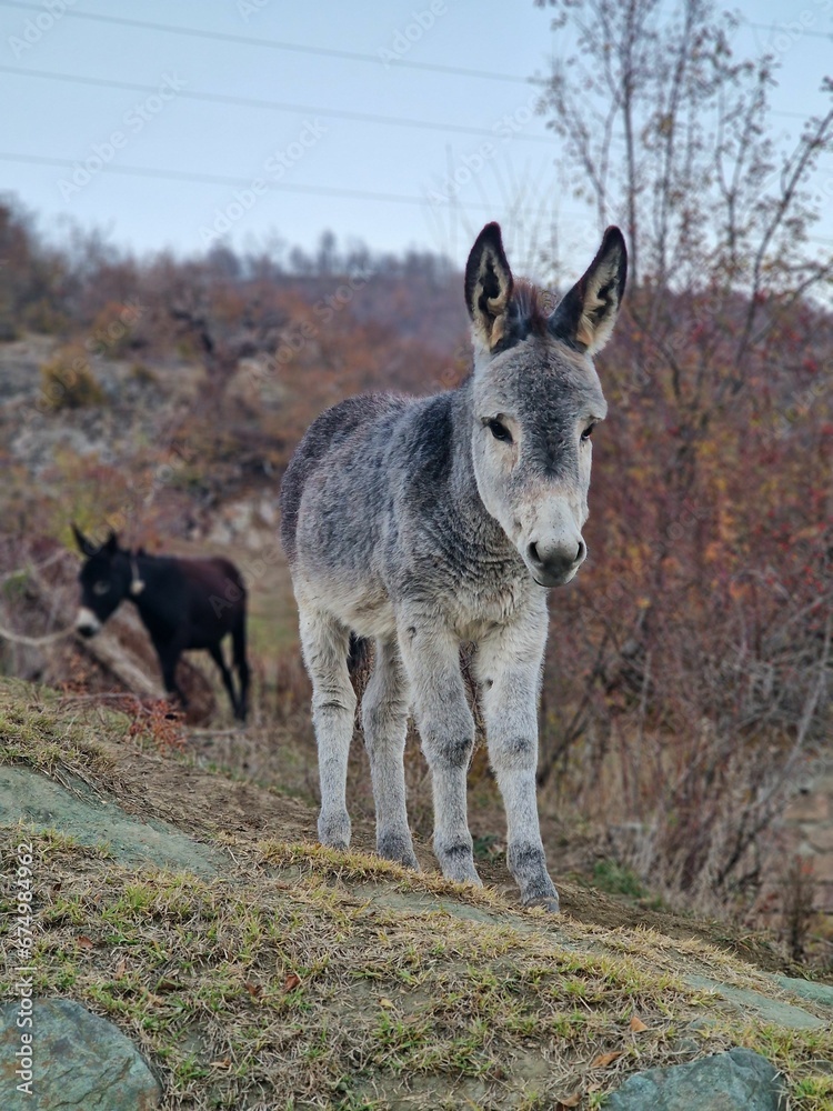 Small donkey stands in a grassy field near a lush, green forest Small donkey stands in a grassy field near a lush, green forest