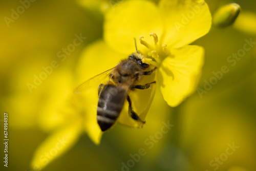 Close-up image of a bee perched on a cluster of vibrant yellow flowers