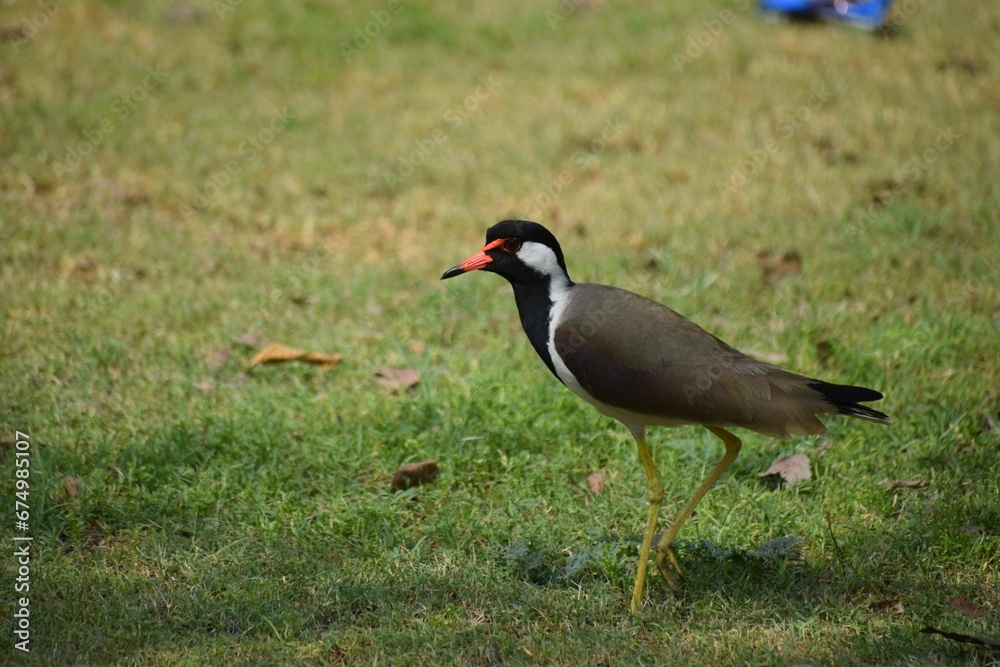Red-wattled lapwing walking in a grassy meadow. Vanellus indicus. Red-wattled lapwing walking in a grassy meadow. Vanellus indicus.