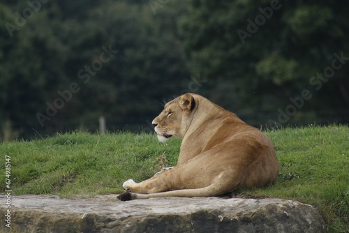 Powerful lion resting in a natural outdoor setting