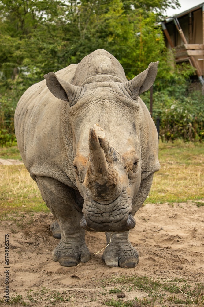 Rhinoceros grazing in a lush green field. Rhinoceros grazing in a lush green field.