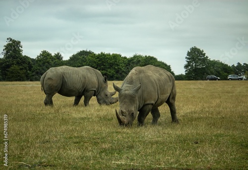 Two rhinoceroses walking in an outdoor environment with trees and shrubs.