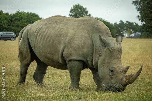 Rhinoceros grazing in a lush green field.