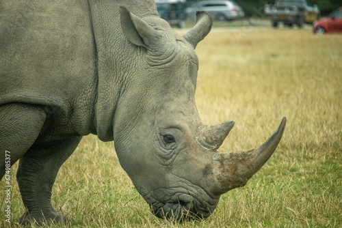 Rhinoceros grazing in a lush green field.