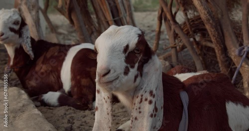 Closeup footage of a beetal goat chewing food with another goat resting in the background photo