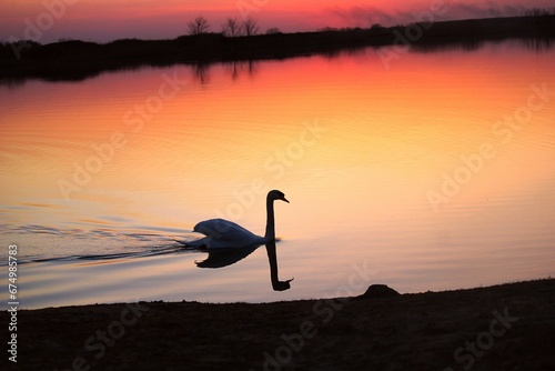 Silhouette of a majestic swan peacefully gliding on a tranquil pond at sundown
