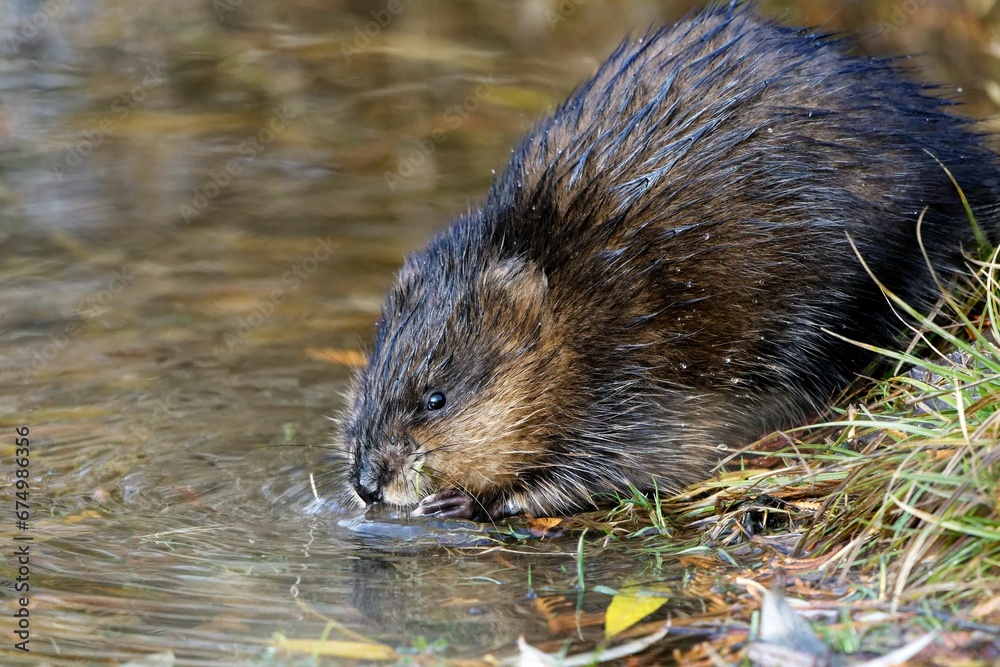 Muskrat drinking water in Victoria, Vancouver Island, BC Canada. Muskrat drinking water in Victoria, Vancouver Island, BC Canada.