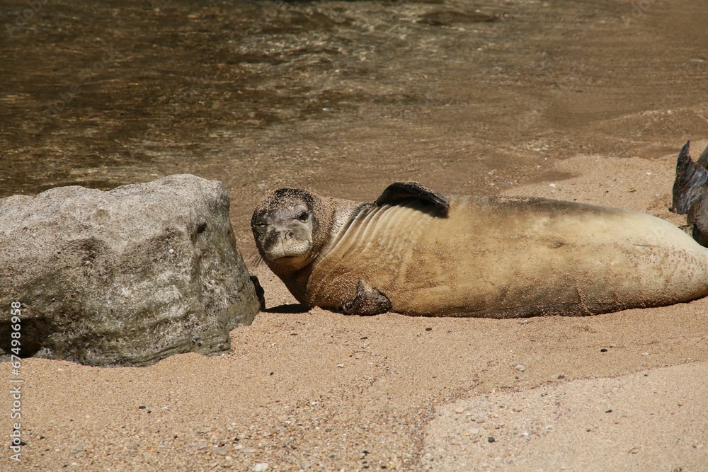 Fototapeta premium Playful seal rests in the sunshine at the edge of the water