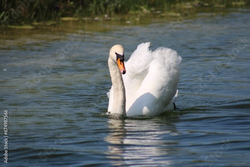 Majestic white swan in a body of water.