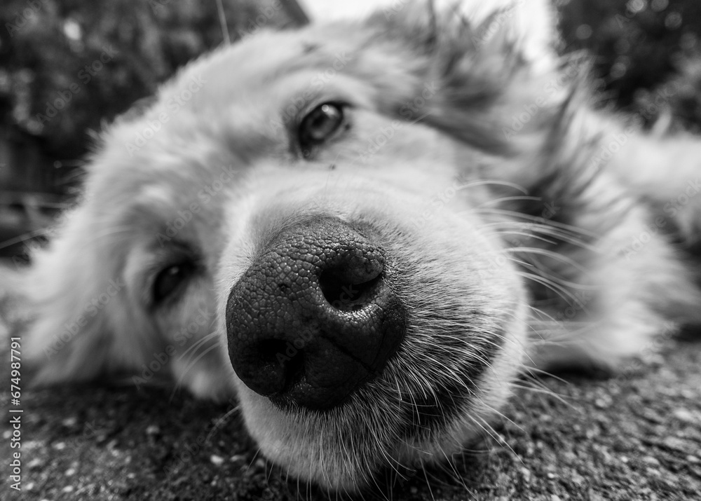 Grayscale shot of a dog lying on the ground. Grayscale shot of a dog lying on the ground.