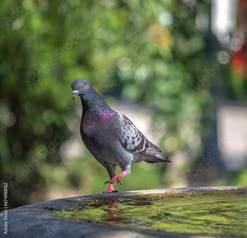 Selective focus shot of a gray pigeon perched on a rocky surface