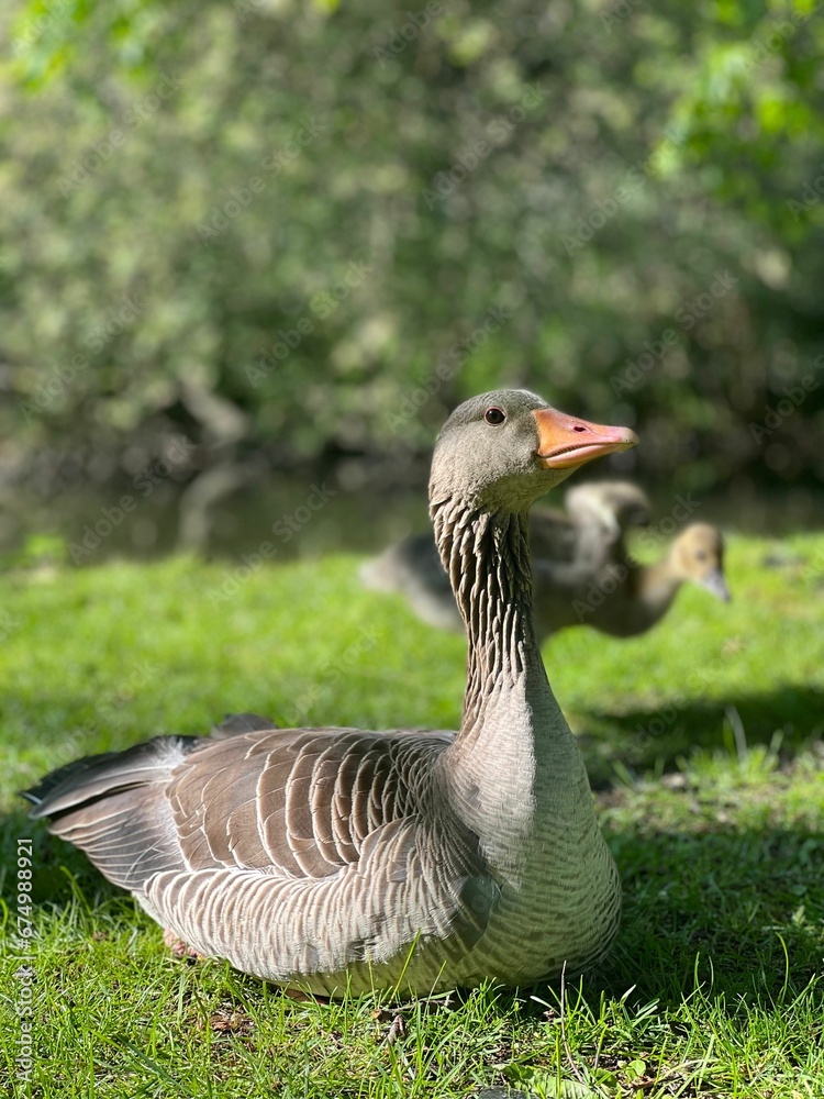 Graylag goose resting in the green meadow on a sunny summer day. Graylag goose resting in the green meadow on a sunny summer day.