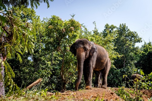 an elephant standing on top of a mound near trees and bushes