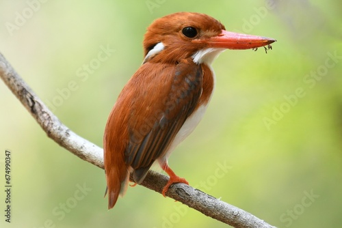 Closeup shot of Madagascar pygmy kingfisher perched on a tree branch. photo