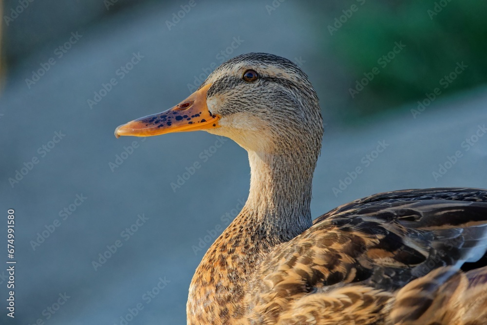 Closeup of a brown duck in sunlight Closeup of a brown duck in sunlight