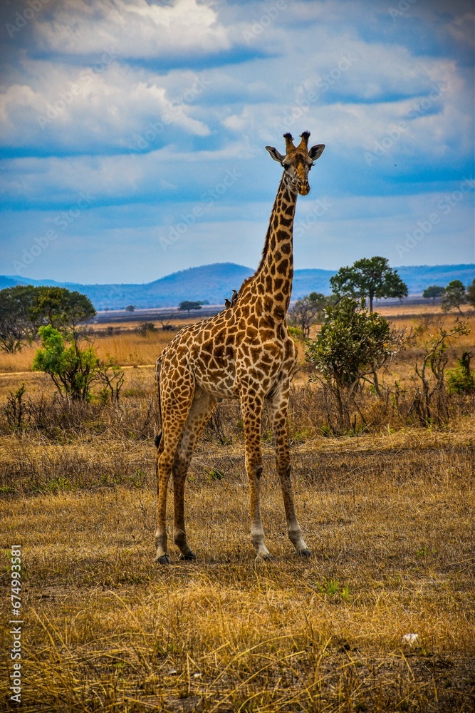 Obraz premium Giraffe stands in the middle of a grassy field