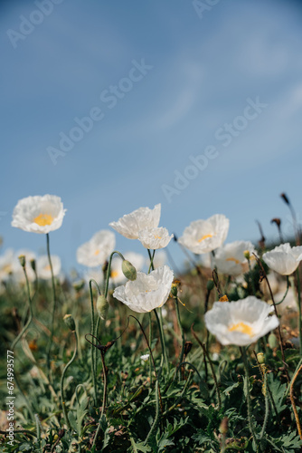 White poppy, panorama. Poppies bloom in the garden. Delicate flower. Bright white poppy attracts bees. Poppy idyll. High quality photo