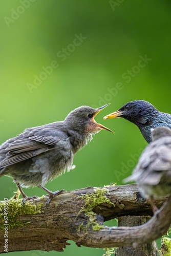 Closeup of two birds fighting with each other on a tree branch in the forest