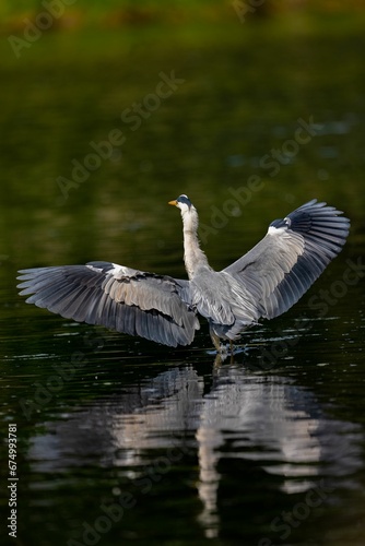 Fototapeta Naklejka Na Ścianę i Meble -  Vertical selective focus shot of a gray heron landing on a lake surface