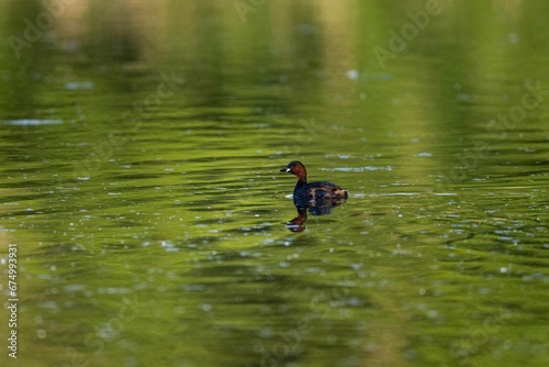 Small dark duck floating atop a tranquil pond © Wirestock