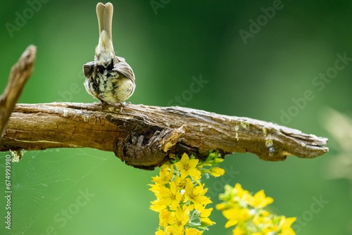 Small bird perched on a branch