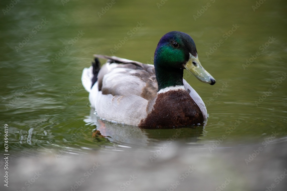 Duck swimming in a tranquil pond.