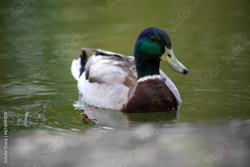 Duck swimming in a tranquil pond.