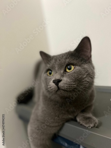 Portrait of a gray cat with greenish-yellow eyes.