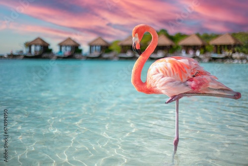 Tableau sur toile Closeup of a flamingo in the sea on Renaissance Island, Aruba
