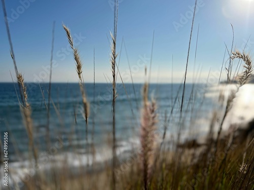 Fototapeta Naklejka Na Ścianę i Meble -  Sunny day at the beach with golden sandy shoreline and grass blades