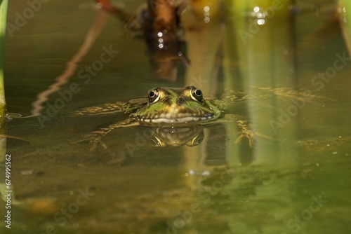 Vibrant green frog perched in a pond of tranquil water